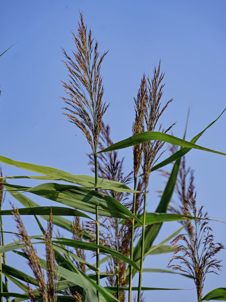 Image of Phragmites australis specimen.