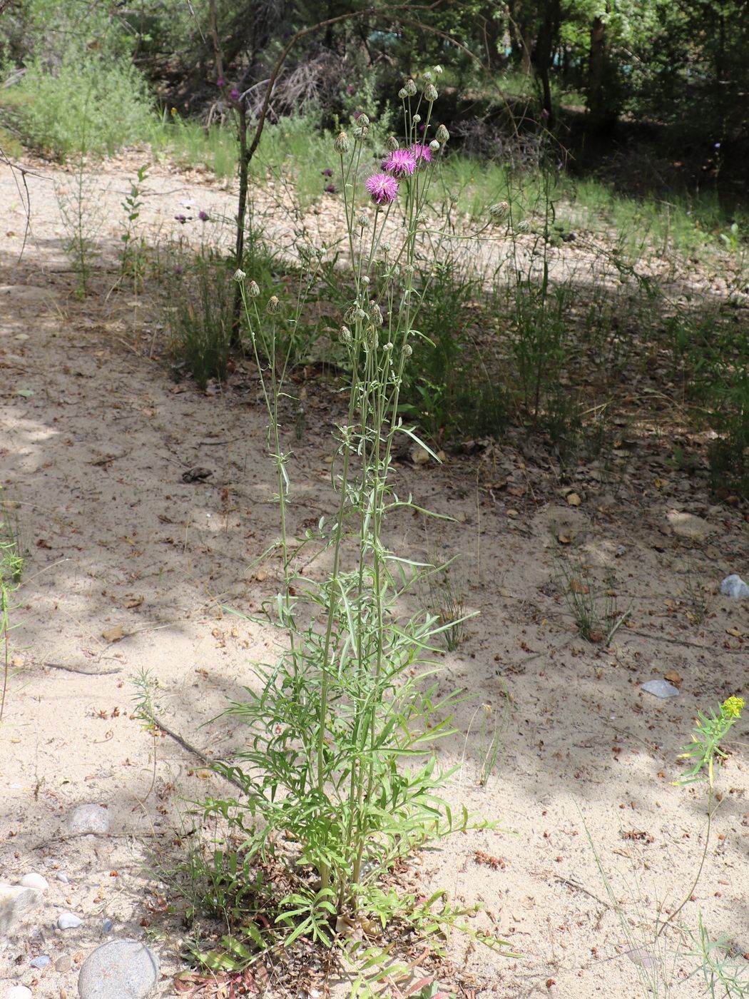 Image of Centaurea adpressa specimen.