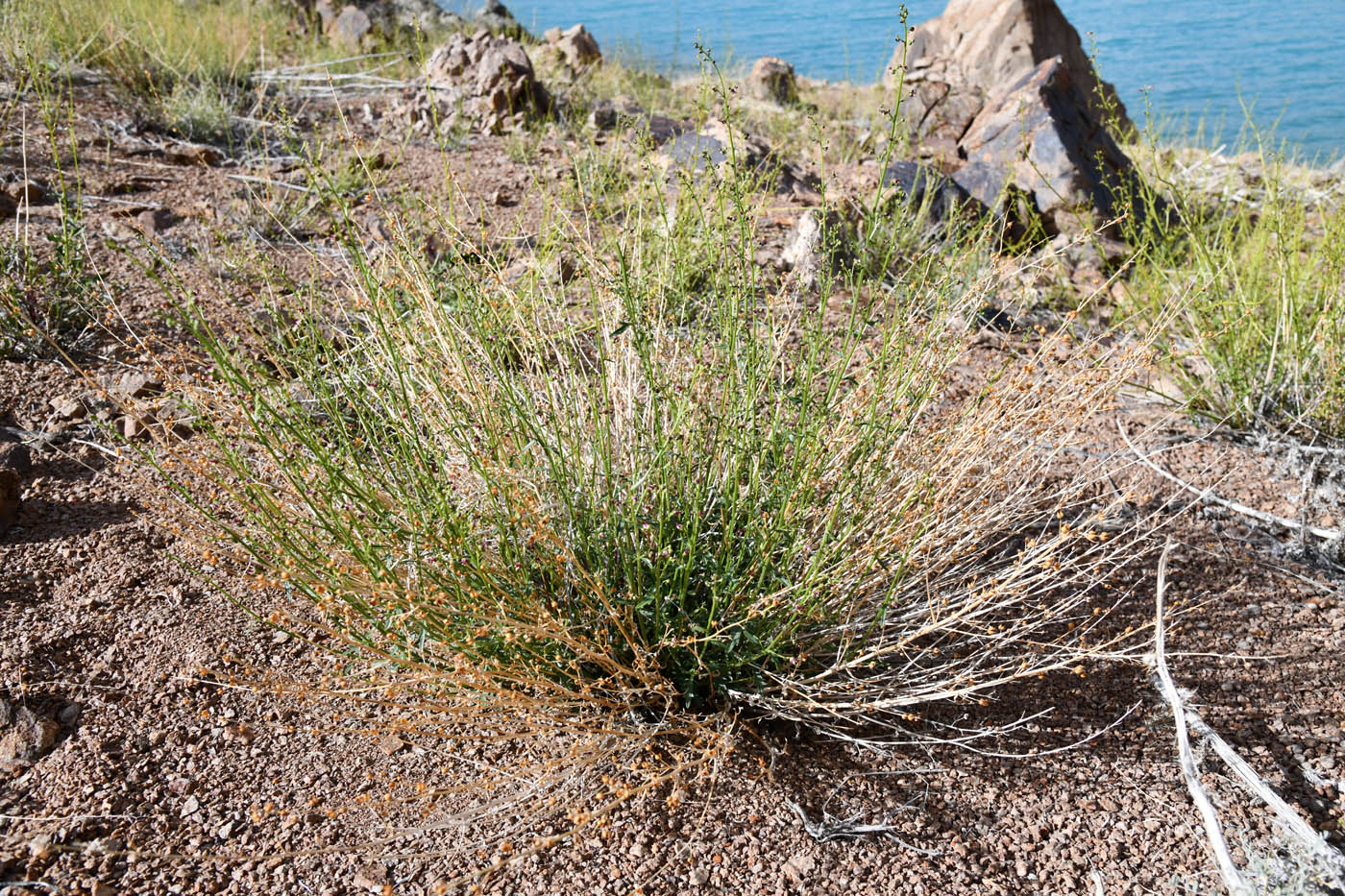 Image of Scrophularia incisa specimen.