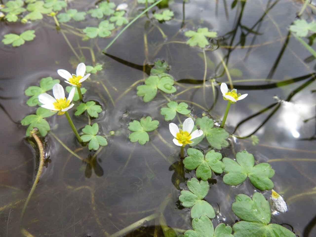 Изображение особи Ranunculus penicillatus.