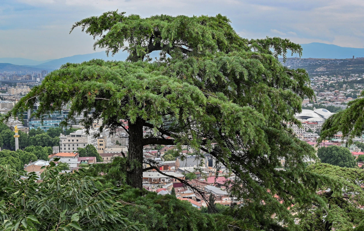 Image of Cedrus deodara specimen.