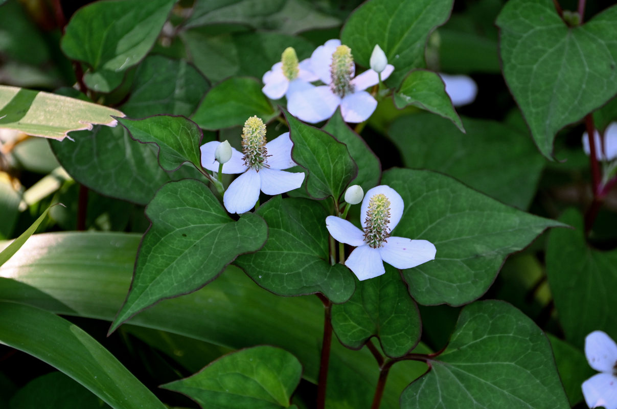 Изображение особи Houttuynia cordata.