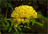 Tagetes erecta