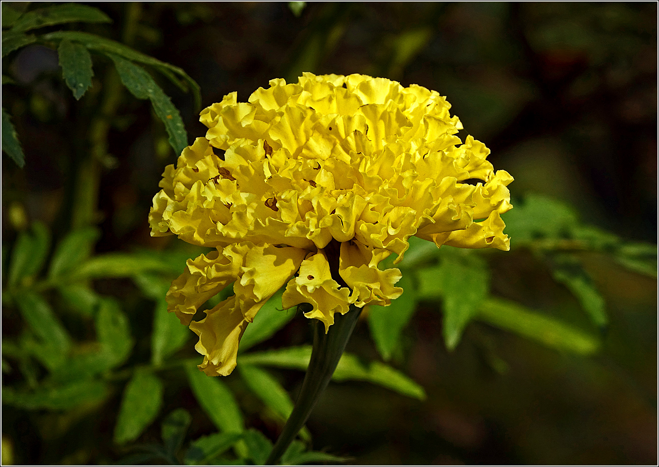 Изображение особи Tagetes erecta.