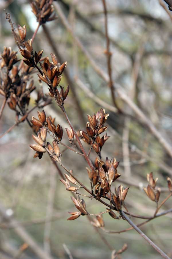 Изображение особи Syringa persica.