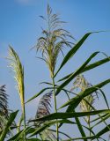 Phragmites australis. Верхушка побега с соцветием. Московская обл., окр. г. Железнодорожный, долина р. Чёрная, у воды. 26.08.2024.