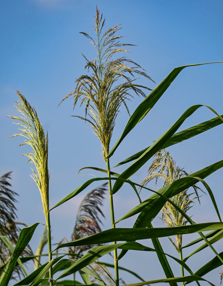 Изображение особи Phragmites australis.