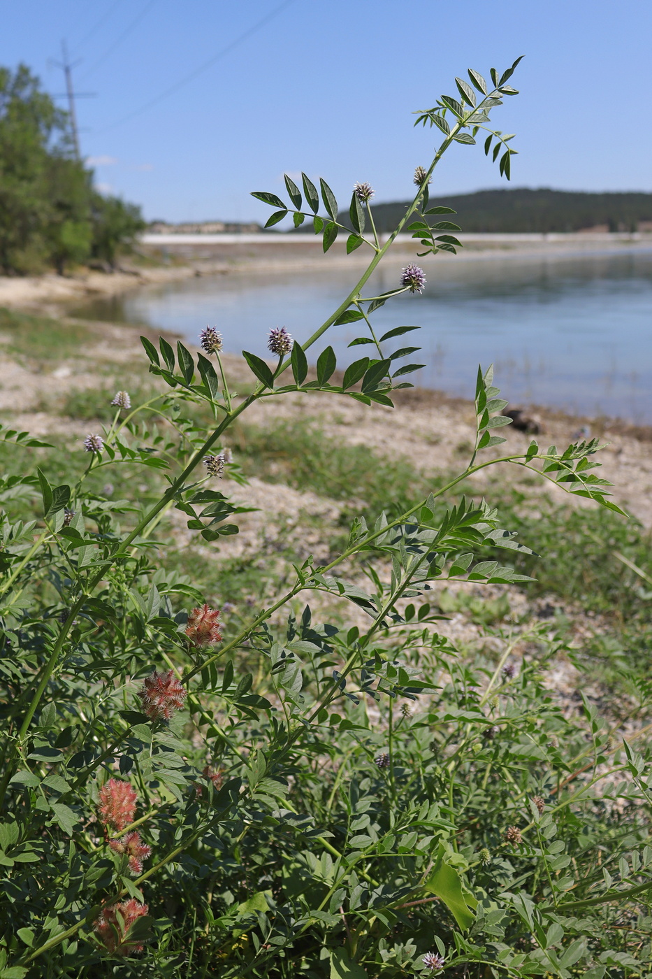 Image of Glycyrrhiza echinata specimen.