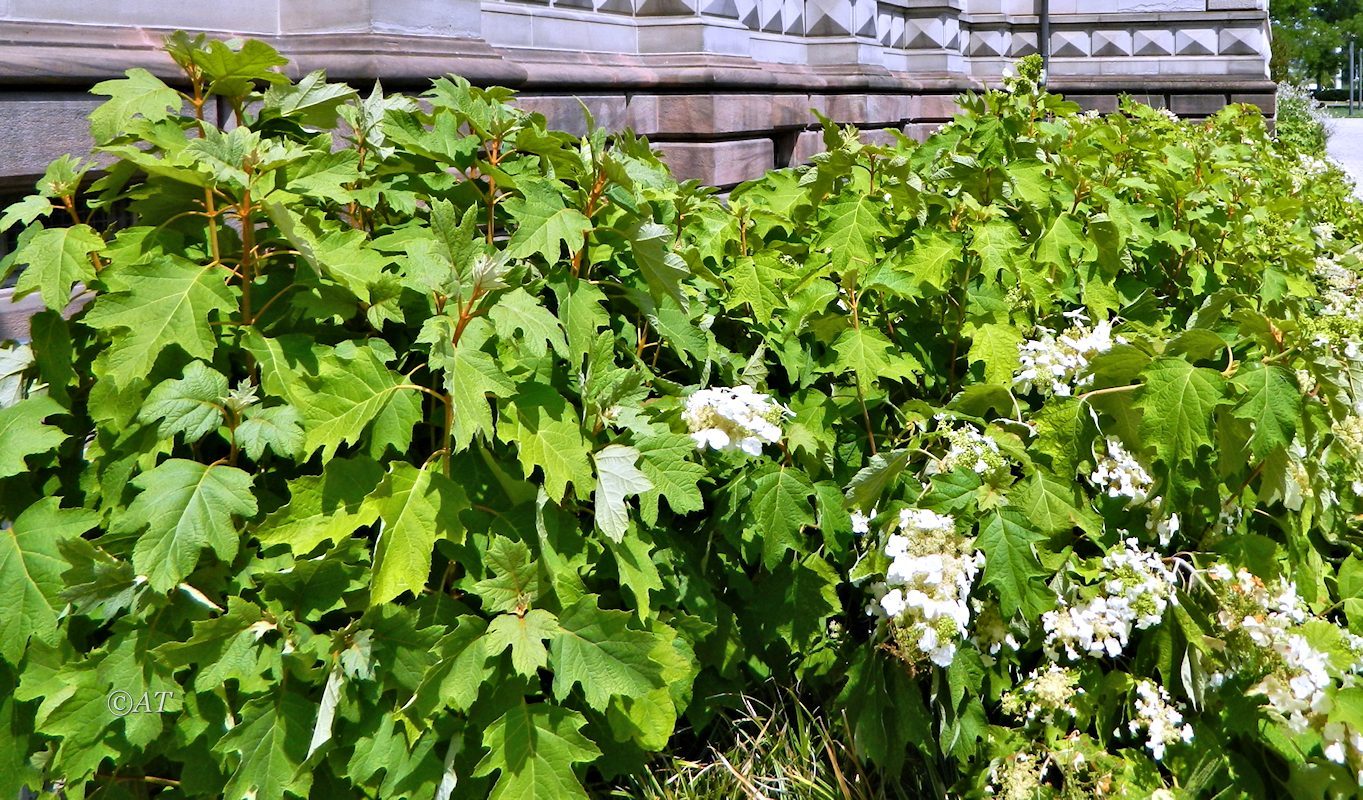 Изображение особи Hydrangea quercifolia.