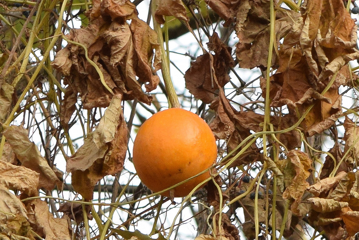 Image of genus Cucurbita specimen.