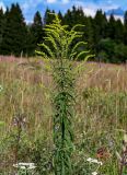 Solidago canadensis. Расцветающее растение. Московская обл., Сергиево-Посадский р-н, долина р. Пажа, луг на опушке смешанного леса. 20.07.2024.