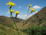 Crepis darvazica. Верхушка побега с соцветиями. Казахстан, Западный Тянь-Шань, Киргизский хр., ущ. Сугаты, ≈ 1400 м н.у.м., лугово-степной склон вост. экспозиции. 12 июня 2024 г.