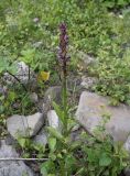 genus Dactylorhiza