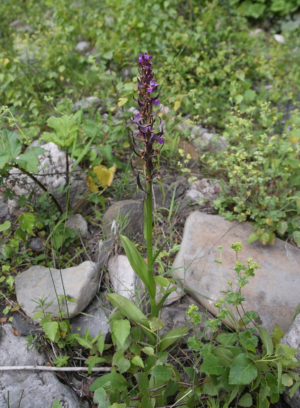 Image of genus Dactylorhiza specimen.