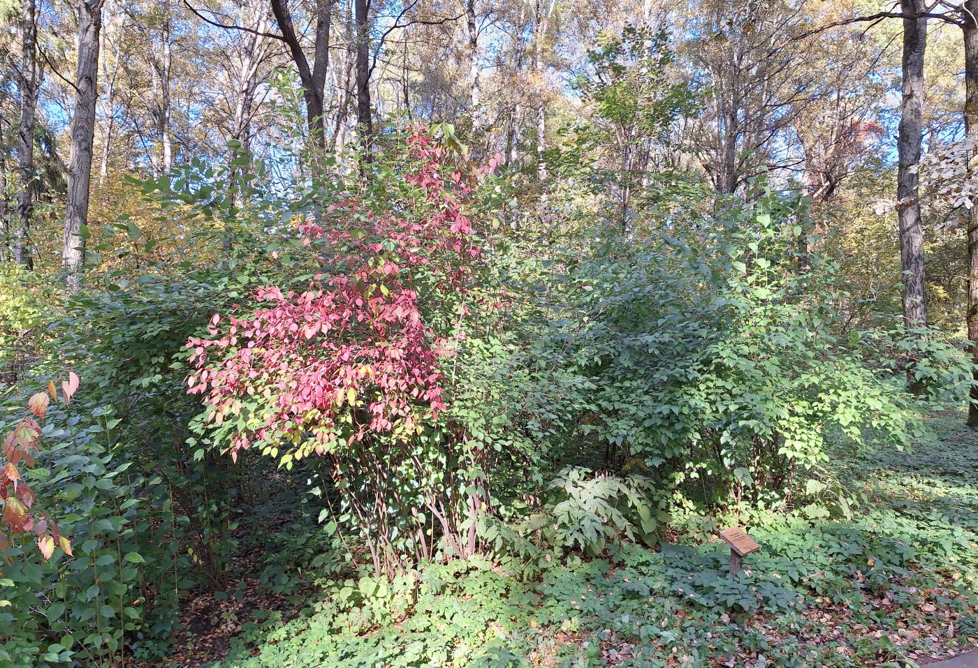 Image of Viburnum dentatum specimen.