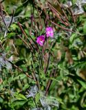 Epilobium hirsutum