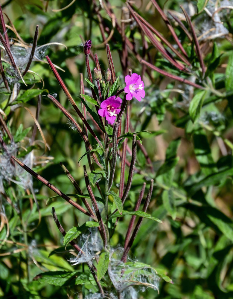 Изображение особи Epilobium hirsutum.