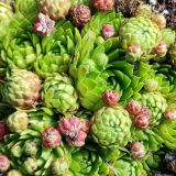 Смотреть изображение Jovibarba globifera