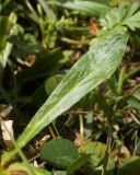 Campanula ciliata. Прикорневой лист. Кабардино-Балкария, Черекский р-н, дол. р. Псыгансу, ≈ 2400 м н.у.м., альпийский луг на донной морене. 30.07.2024.