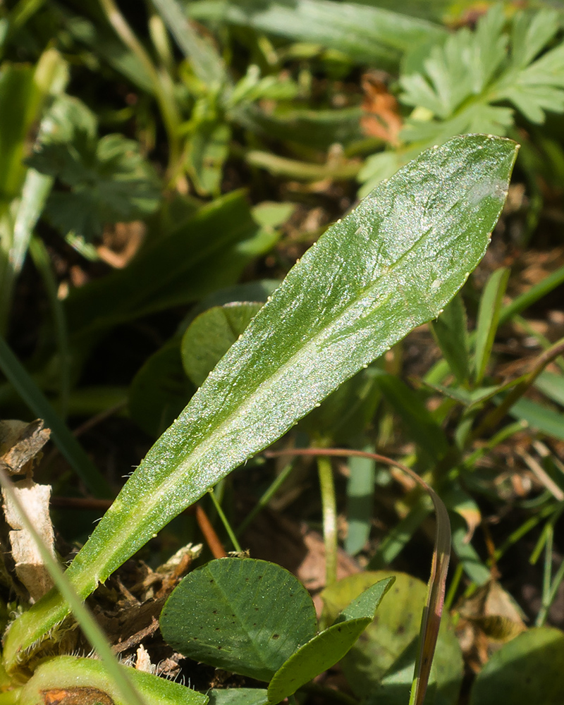 Image of Campanula ciliata specimen.