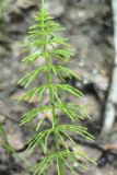 Equisetum pratense