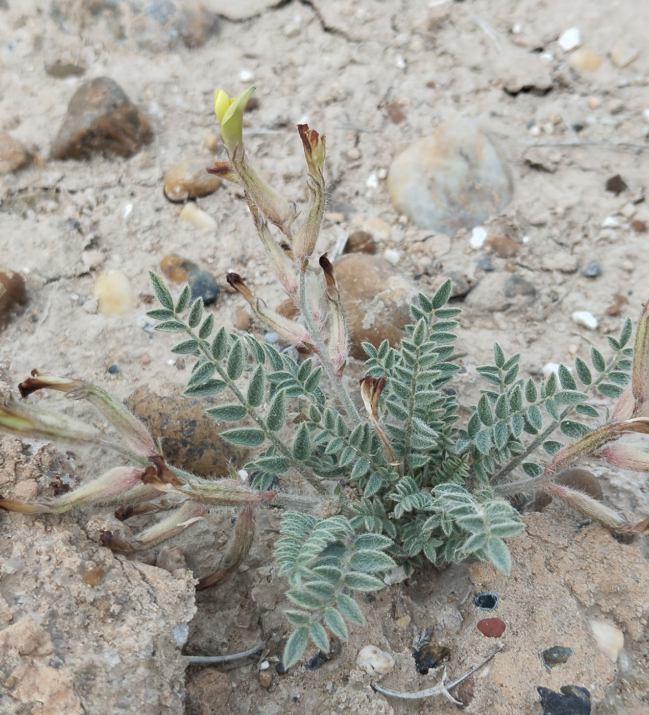 Image of genus Astragalus specimen.