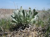 Смотреть изображение Helichrysum arenarium