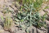 Смотреть изображение Centaurea belangeriana