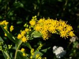 Смотреть изображение Solidago canadensis