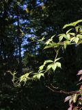 View full-size image Parthenocissus inserta