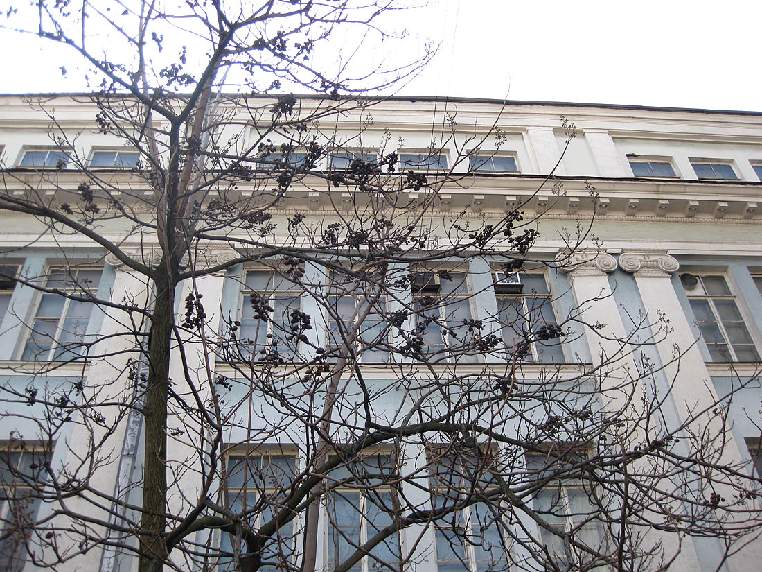 Image of Paulownia tomentosa specimen.