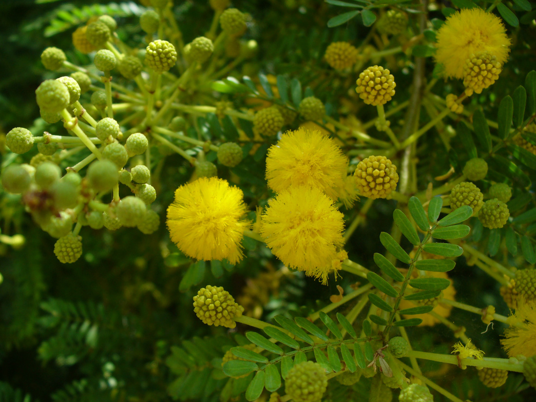 Image of genus Vachellia specimen.