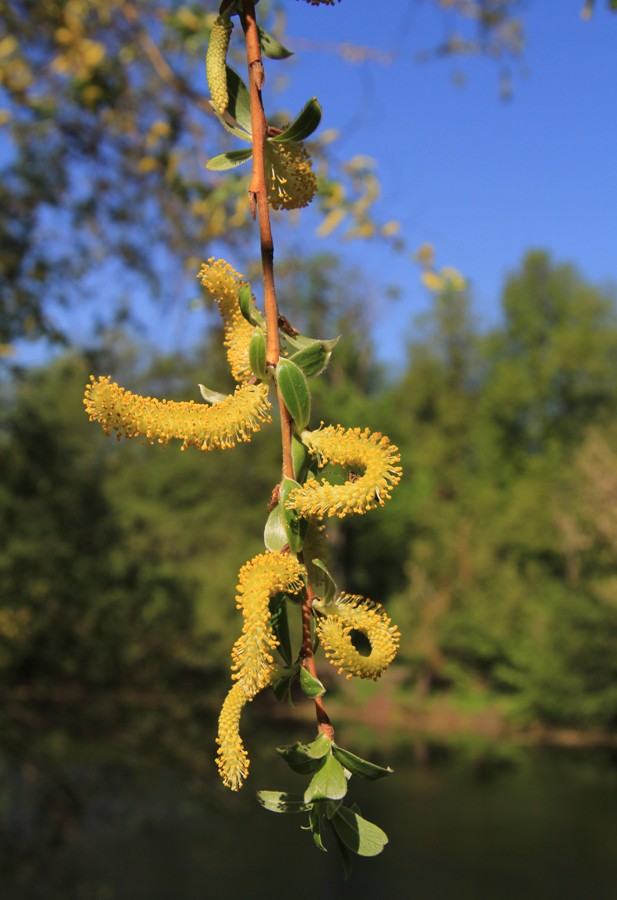 Image of Salix euxina specimen.