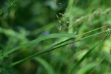 View full-size image Dactylis glomerata