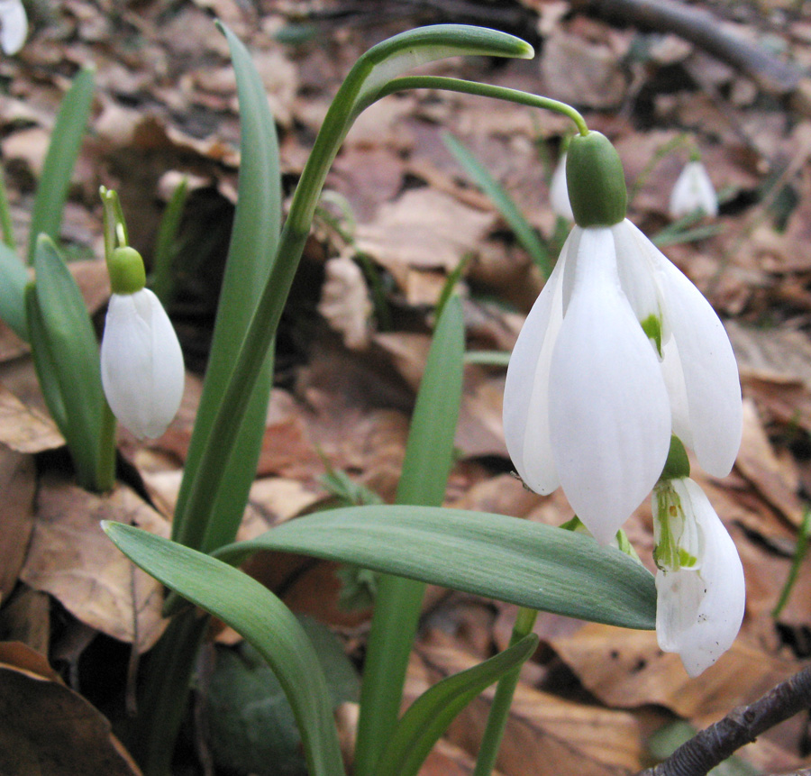 Image of Galanthus nivalis specimen.