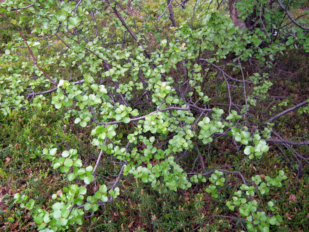 Растения тундры карликовая береза