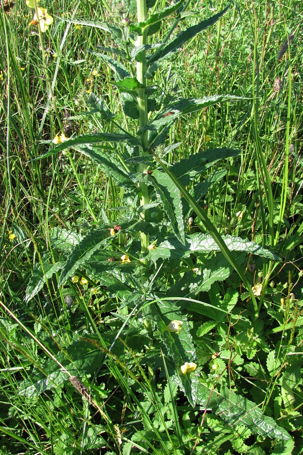 Изображение особи Verbascum blattaria.