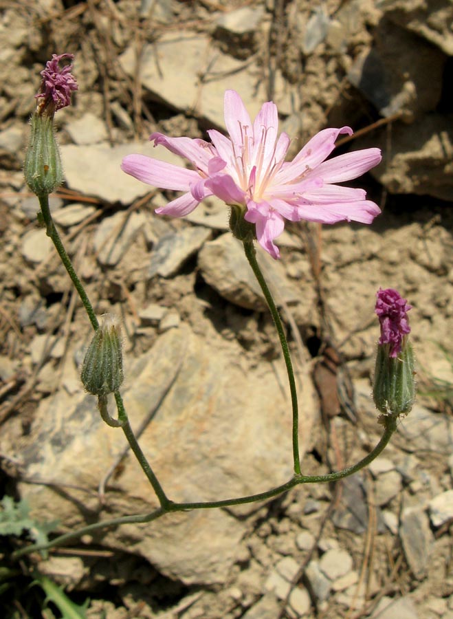 Изображение особи Lagoseris callicephala.