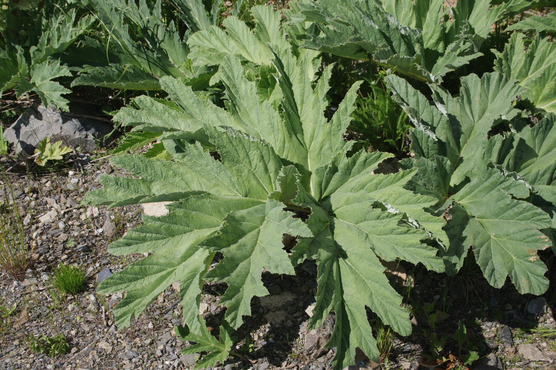 Image of Heracleum leskovii specimen.