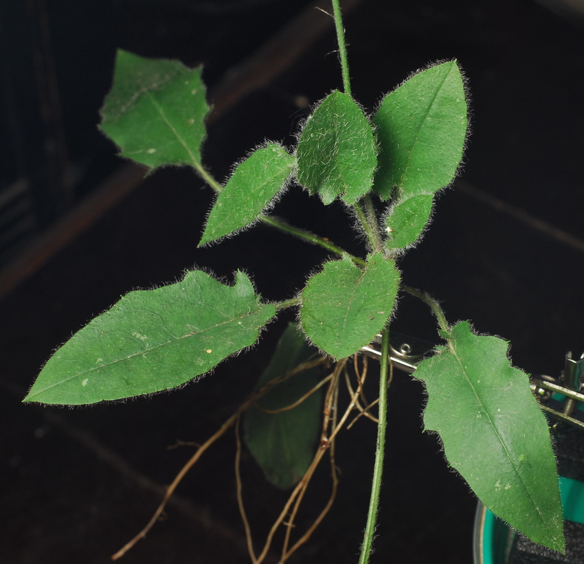 Image of Hieracium sylvularum specimen.