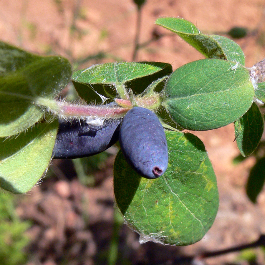 Image of Lonicera &times; subarctica specimen.