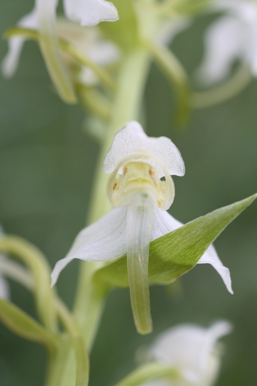 Image of Platanthera chlorantha specimen.