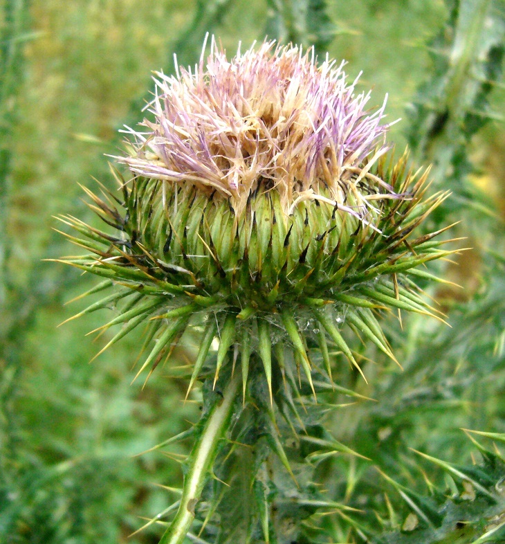 Image of Onopordum acanthium specimen.