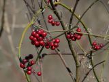 Smilax excelsa