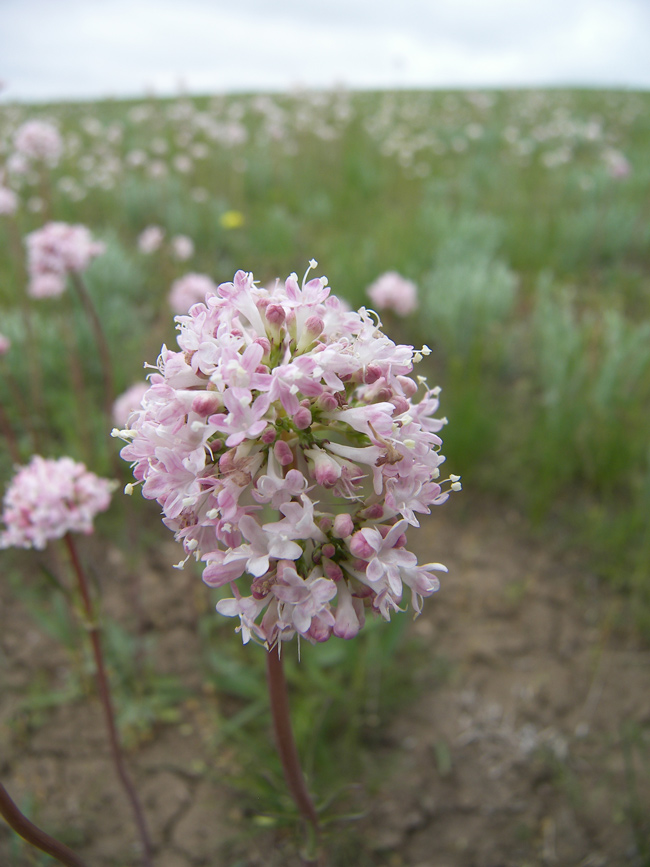 Изображение особи Valeriana tuberosa.