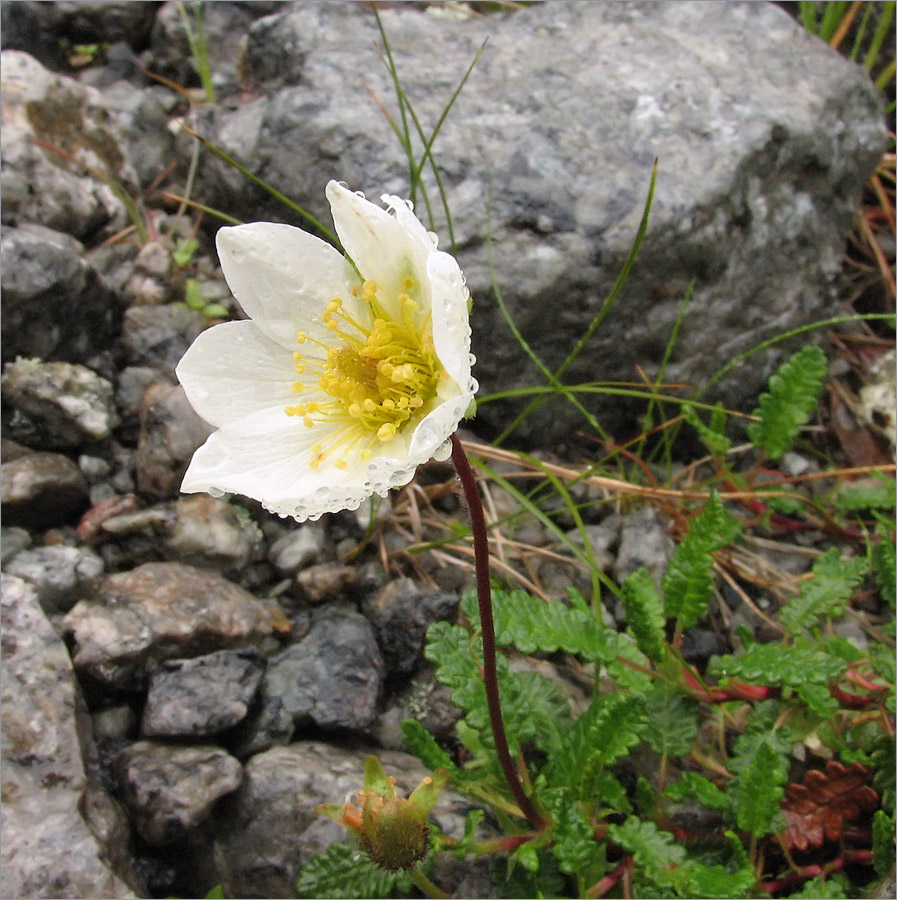 Image of Dryas octopetala specimen.