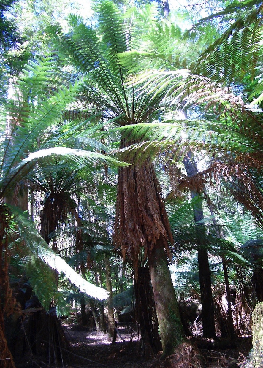 Image of Dicksonia antarctica specimen.