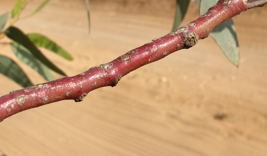 Изображение особи Eucalyptus torquata.