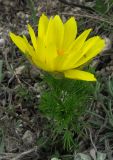 Adonis vernalis. Цветущее растение. Крым, Симферополь, Марьино, степной склон. 14 апреля 2012 г.