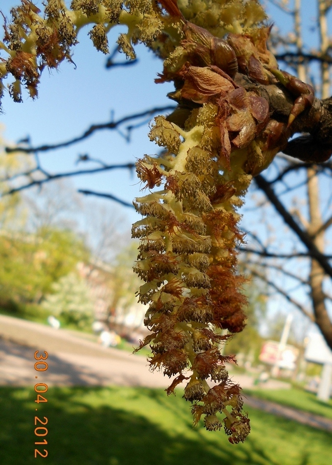 Изображение особи Populus lasiocarpa.